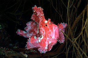 Pesce foglia (Taenianotus triacanthus)