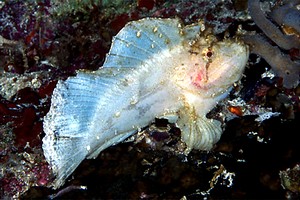 Pesce foglia (Taenianotus triacanthus)