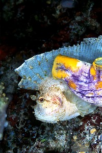 Pesce foglia (Taenianotus triacanthus)