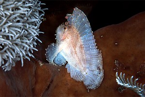 Pesce foglia (Taenianotus triacanthus)