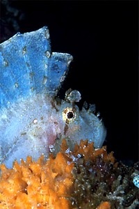 Pesce foglia (Taenianotus triacanthus)