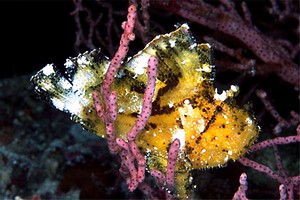 Pesce foglia (Taenianotus triacanthus)