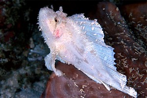 Pesce foglia (Taenianotus triacanthus)