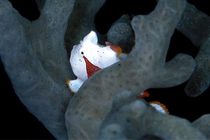 Pesce rana maculato (Antennarius maculatus)