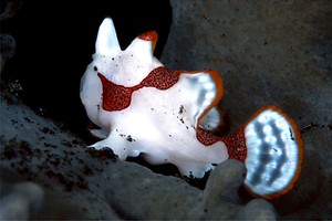 Pesce rana maculato (Antennarius maculatus)