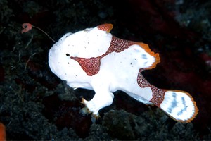 Pesce rana maculato (Antennarius maculatus)