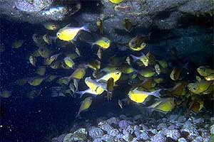 Pesce vetro (Pempheris schomburgki)