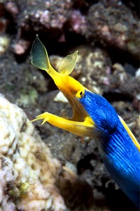 Murena a nastro (Rhinomuraena quaesita)