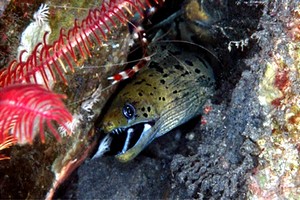 Murena frangiata (Gymnothorax fimbriatus)