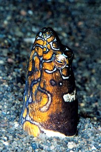 Murena napoleone (Ophichthus bonaparti)