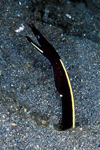 Murena a nastro (Rhinomuraena quaesita)