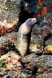 Murena bordata (Gymnothorax flavimarginatus)
