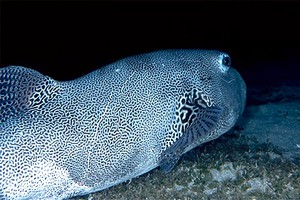 Pesce palla (Arothron stellatus)