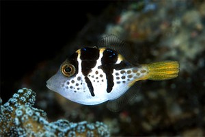 Falso pesce palla (Paraluteres prionurus)