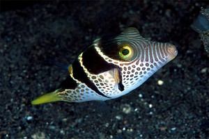 Pesce palla (Canthigaster valentini)