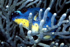 Pesce palla macchiato (Arothron nigropunctatus)