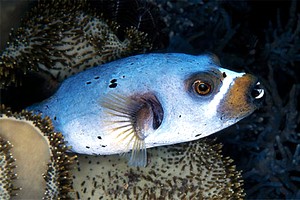 Pesce palla macchiato (Arothron nigropunctatus)