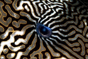 Pesce palla mappa (Arothron mappa)