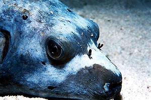 Pesce palla macchiato (Arothron nigropunctatus)