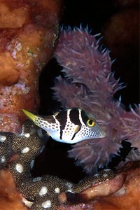 Pesce palla (Canthigaster valentini)