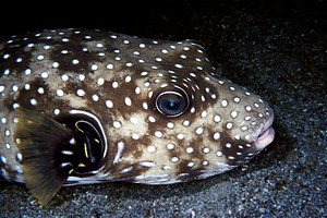 Pesce palla a punti bianchi (Arothron hispidus)