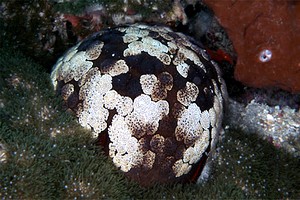 Stella cuscino (Culcita novaeguineae)