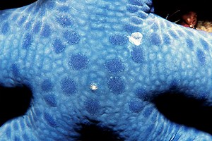 Stella Marina (Linckia laevigata)