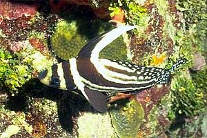 Pesce tamburo maculato (Equetus punctatus)