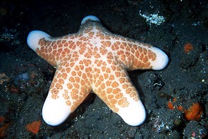 Stella cuscino (Choriaster granulatus)