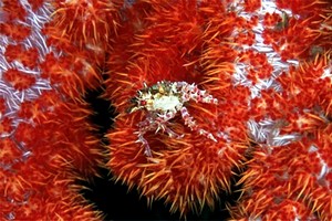 Granchio caramella (Hoplophrys oatesii)