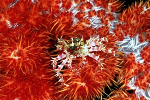 Granchio caramella (Hoplophrys oatesii)