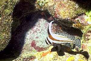 Pesce tamburo maculato (Equetus punctatus)