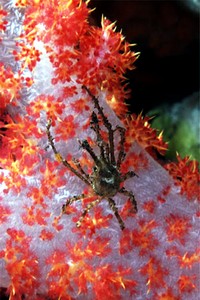 Granchio (Naxioides taurus)