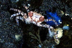 Granchio boxer (Lybia tessellata)