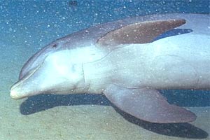 Tursiope (Tursiops truncatus)