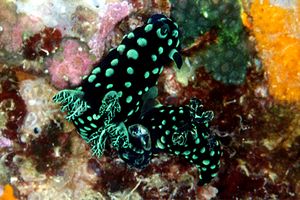 Nembrotha (Nembrotha cristata)