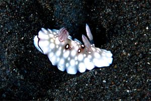 Chromodoris (Chromodoris hintuanensis)