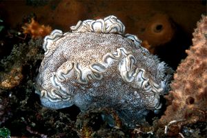 Glossodoris (Glossodoris hikuerensis)