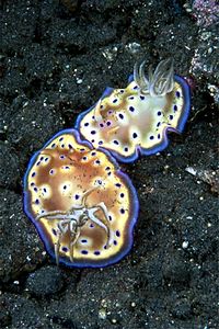 Chromodoris kuniei (Chromodoris kuniei)