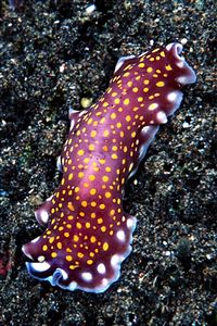 Verme piatto (Pseudoceros lindae)