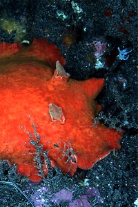 Discodoris (Discodoris sp.)