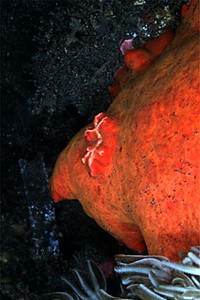 Discodoris (Discodoris sp.)