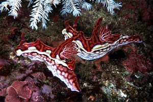 Ceratosoma (Ceratosoma sinuata)