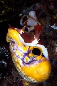 Nembrotha (Nembrotha purpureolineata)