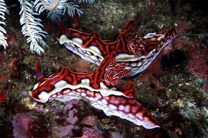 Ceratosoma (Ceratosoma sinuata)