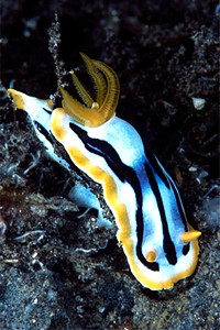 Chromodoris (Chromodoris strigata)