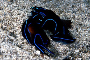 Chelidonura (Chelidonura varians)