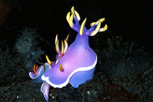 Hypselodoris (Hypselodoris bullocki)