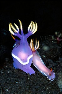 Hypselodoris (Hypselodoris bullocki)