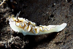 Glossodoris (Glossodoris atromarginata)